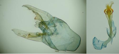 Nematopogon swammerdamella